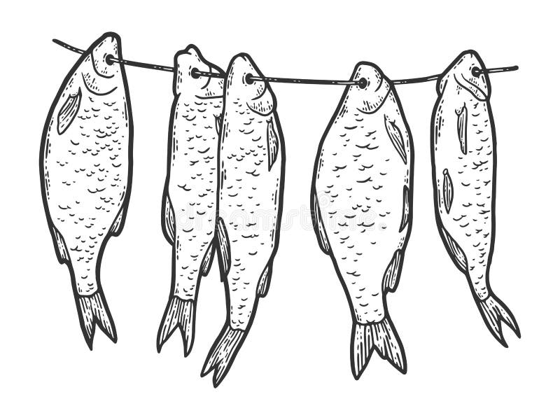 Five dried fish hanging on a rope. Sketch scratch board imitation. Black and white. Engraving vector illustration