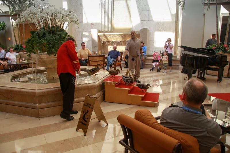 Five ducks leaving from fountain in Peabody Hotel