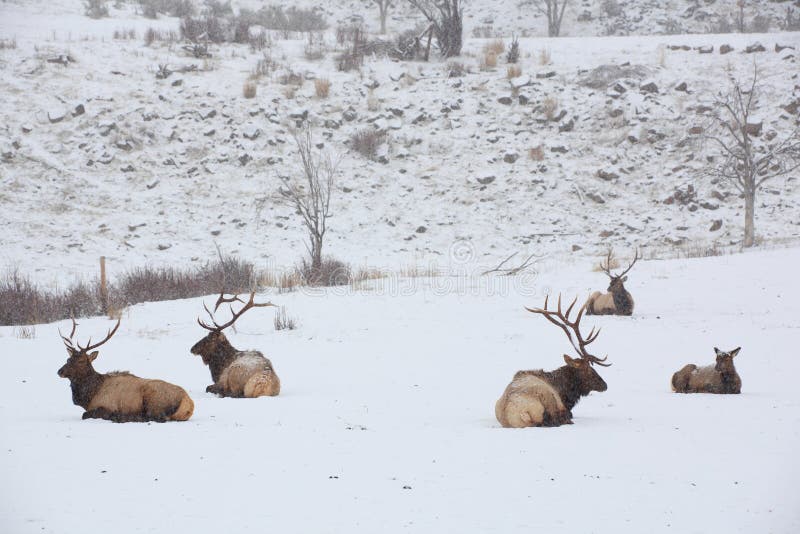 Five elk laying down during a winter snow storm