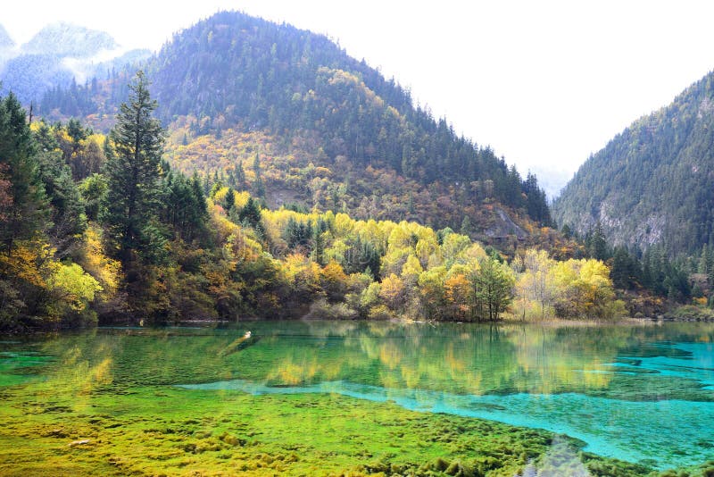 Five Flower Lake Jiuzhaigou Royalty Free Stock Photography Image