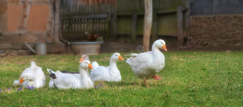 Five geese on a meadow near the farm