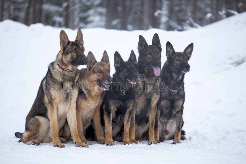 Five German Sheepdogs