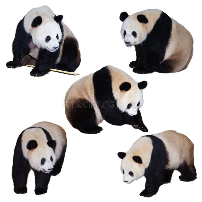 Five isolated giant panda poses in white background.The giant panda has been living on Earth for at least 8 million years and is known as a "living fossil" and "national treasure of China", also known as a national animal. It is the ambassador of the World Wildlife Fund and the flagship species of biodiversity conservation in the world.The giant panda is an endemic species in China, mainly inhabiting the mountainous areas of Sichuan, Shaanxi, and Gansu. Five isolated giant panda poses in white background.The giant panda has been living on Earth for at least 8 million years and is known as a "living fossil" and "national treasure of China", also known as a national animal. It is the ambassador of the World Wildlife Fund and the flagship species of biodiversity conservation in the world.The giant panda is an endemic species in China, mainly inhabiting the mountainous areas of Sichuan, Shaanxi, and Gansu.