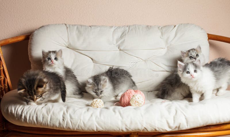 Five grey kittens royalty free stock photography Five grey kittens royalty free stock photography