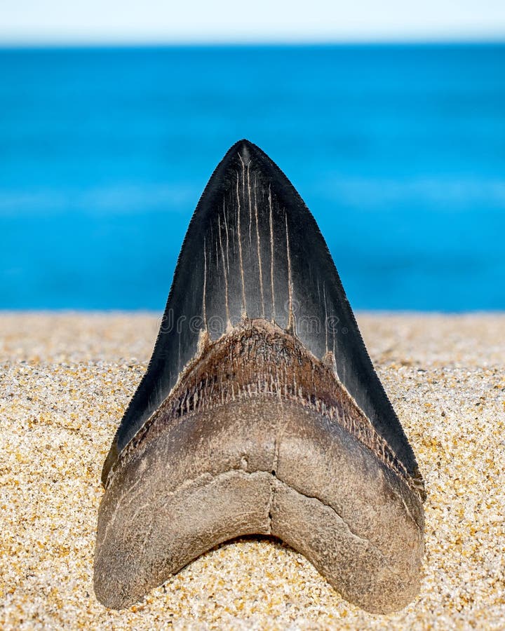 Megalodon Tooth - Ocean stock image. Image of serrated - 229541851