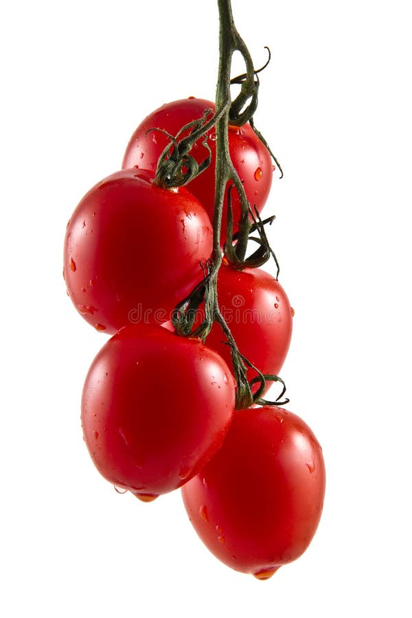 Five hanging truss tomatoes