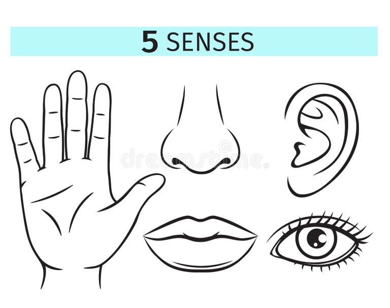 Five Human Senses Stock Illustrations – 895 Five Human Senses Stock ...