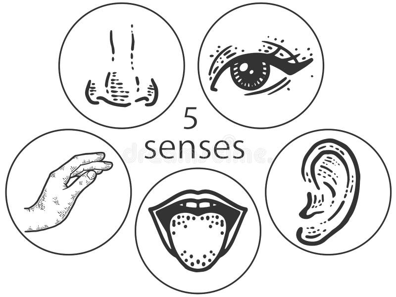 5 Senses Icons Stock Illustrations – 57 5 Senses Icons Stock ...