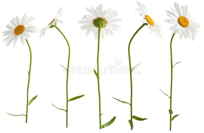 Set of Wild Flowers Pressed Stock Image - Image of wild, spring: 47043407