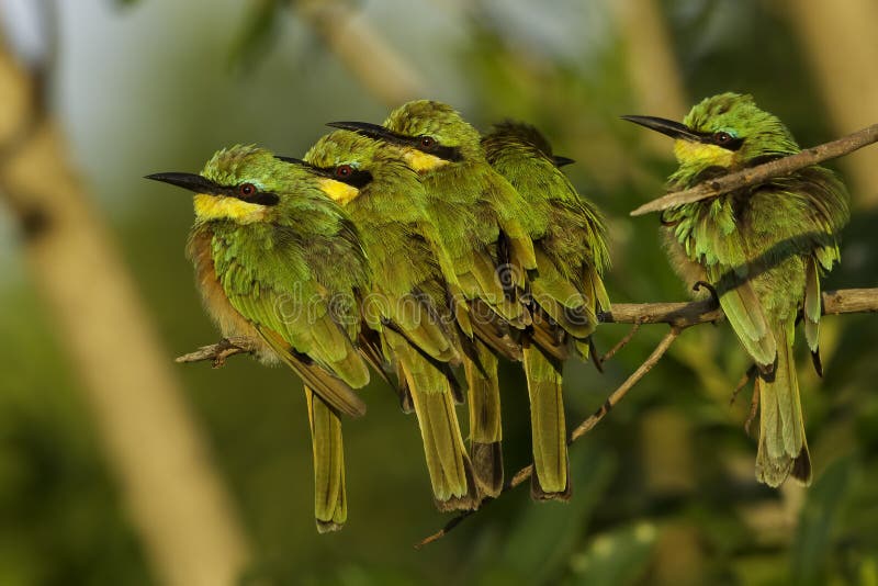 Five Little Bee-eaters