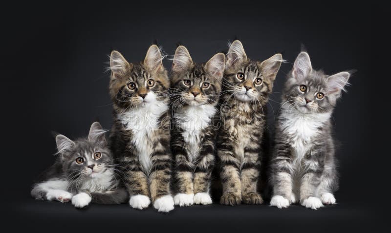 Row of 5 Maine Coon cat kittens on black