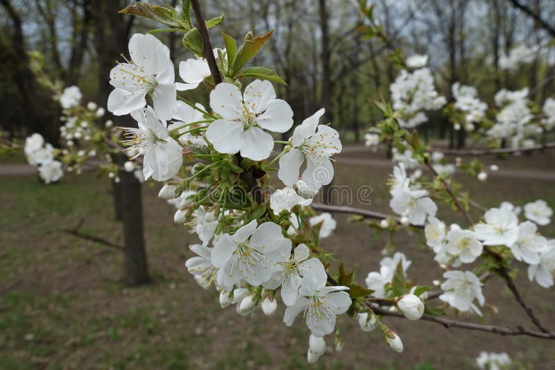 Fivepetaled White Flowers on Branches of Sweet Cherry in April Stock
