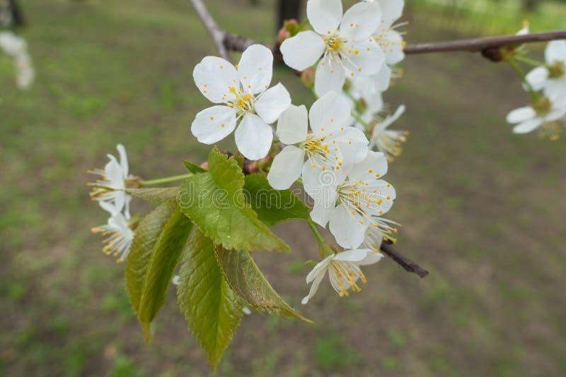 Fivepetaled White Flowers of Cherry Tree in Spring Stock Photo Image