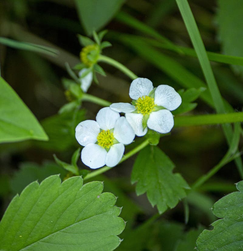 The FivePetalled Strawberry Flowers Stock Photo Image of considered