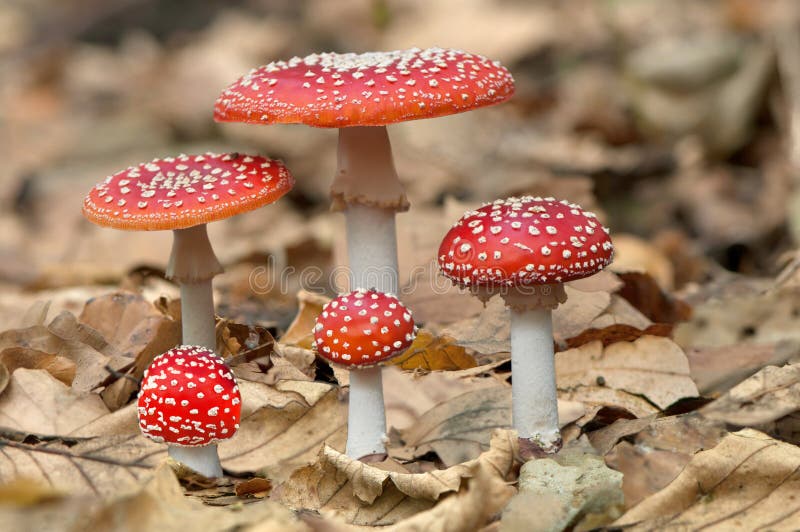 Five red mushrooms fungi