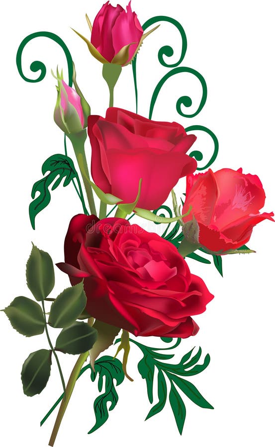 Five Red Rose Flower And Buds Isolated On White Stock Vector ...