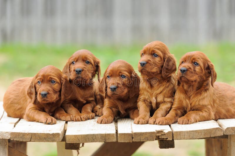 irish red setter puppies