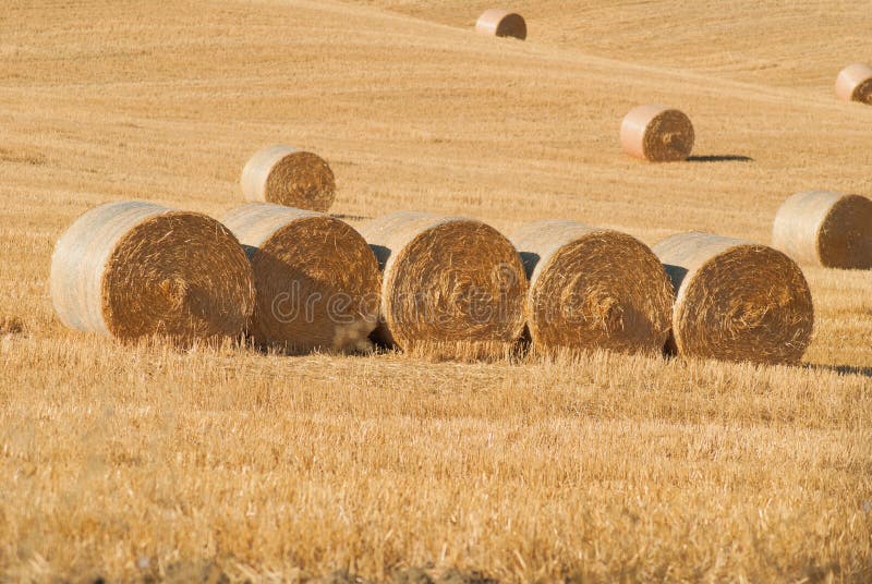 [Image: five-round-hay-bales-stubble-field-round...951257.jpg]