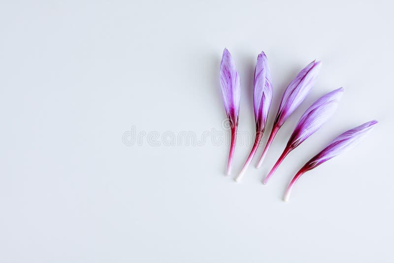 Five Saffron Crocus Buds on a White Background. a Place To Write Text