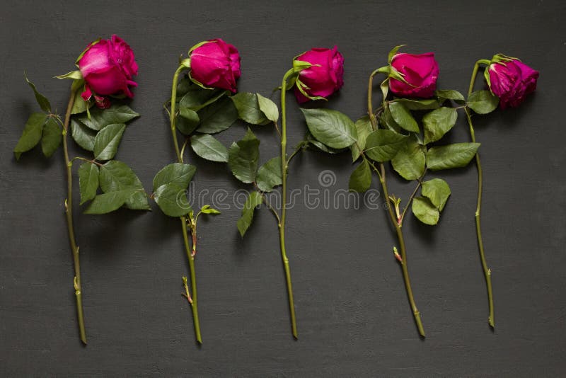 Five scarlet red purple beautiful sluggish and wilted roses lie in a row one after another on a black modern background. The