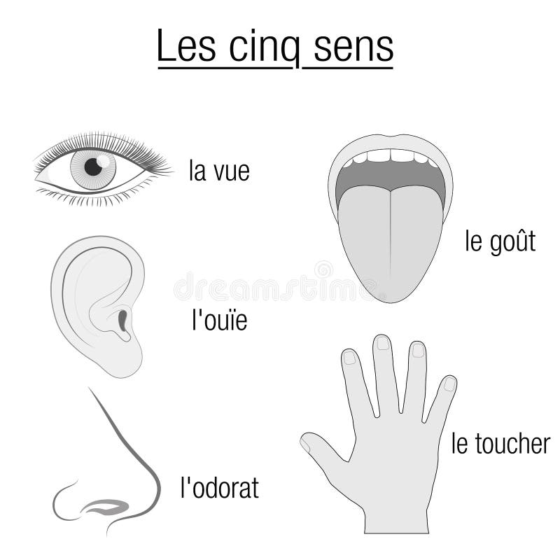 Senses Chart