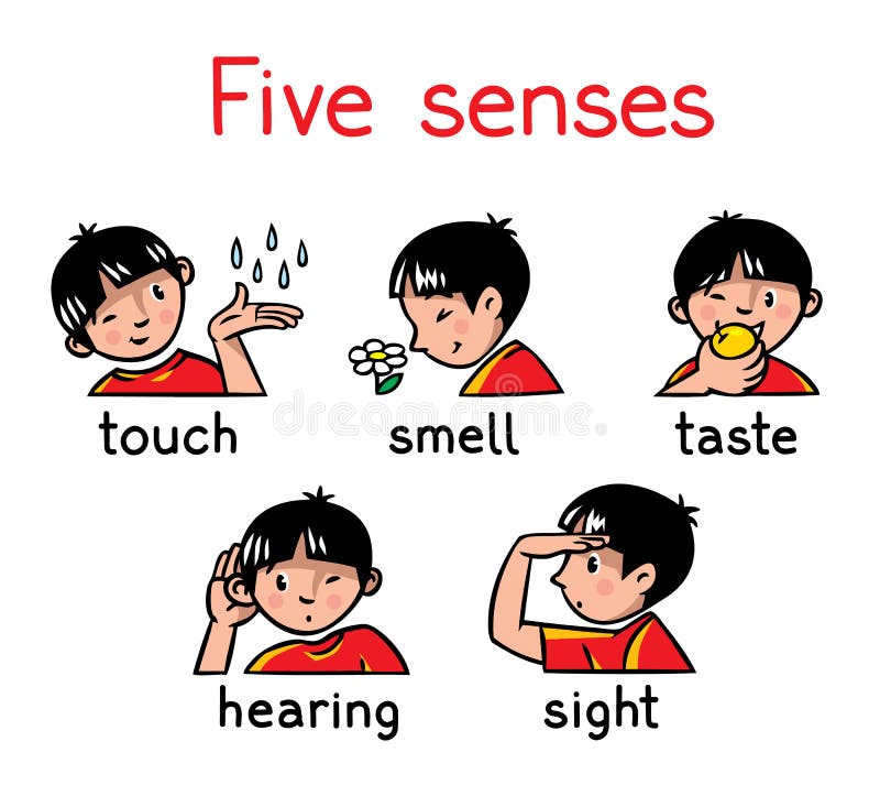 Five Senses Stock Illustrations – 762 Five Senses Stock Illustrations,  Vectors &amp; Clipart - Dreamstime