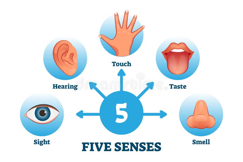 Five Senses Feelings Stock Illustrations 52 Five Senses Feelings Stock Illustrations Vectors Clipart Dreamstime Five Senses Feelings Stock Illustrations 52 Five Senses Feelings Stock Illustrations Vectors Clipart Dreamstime