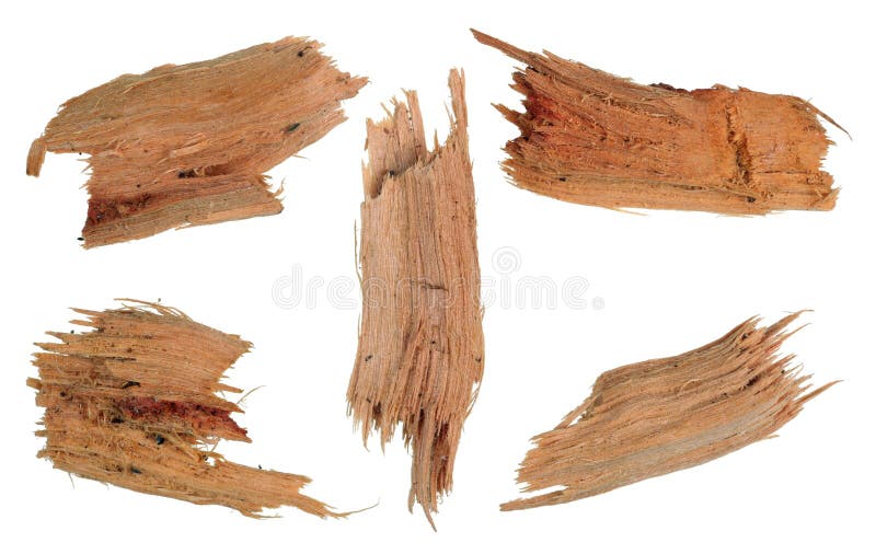 Five small pieces of rotten broken yellow maple wood. Isolated
