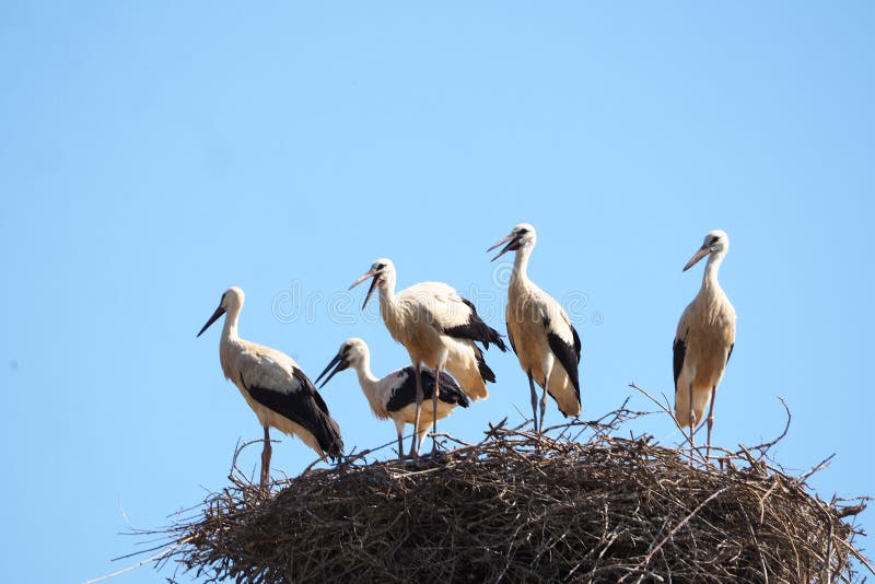 Five storks standing in the nest, lake of ivars and vilasana, lerida