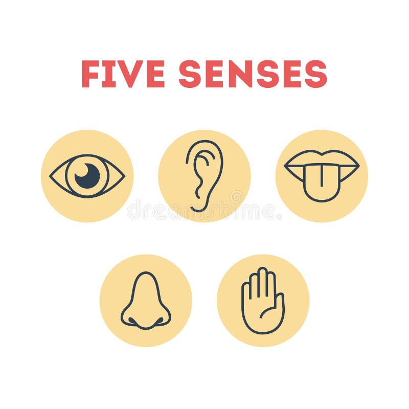 5 Human senses. Sense of Human карточки. Sense of Human обложка. Куок sense of Human. See hear feel