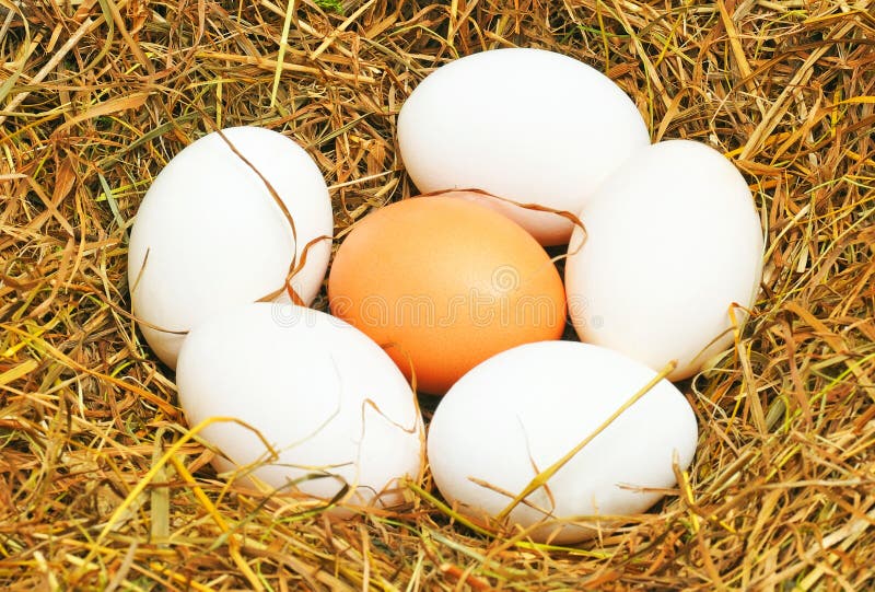 Five white eggs and one yellow egg