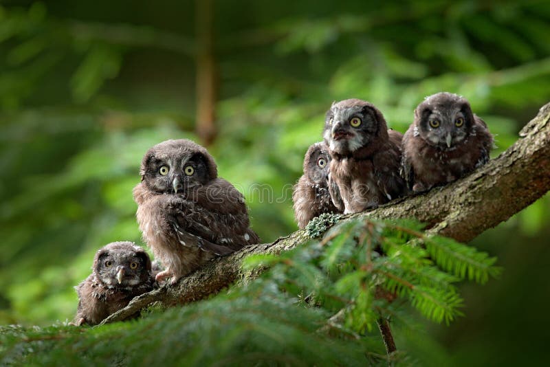 Five young owls. Small bird Boreal owl, Aegolius funereus, sitting on the tree branch in green forest background, young, baby, cub