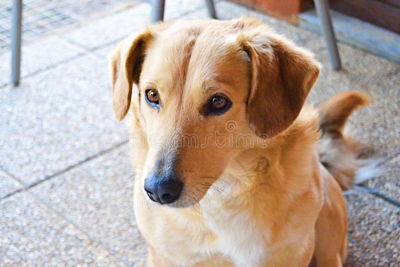 Fixed view of the dog. stock photo. Image of amazing 117252282