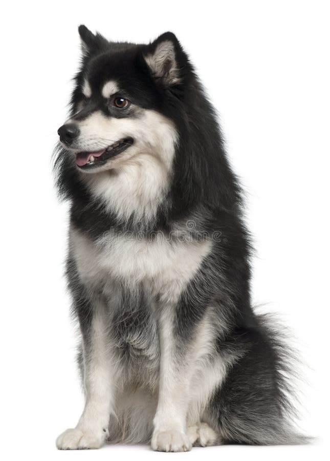 Finnish Lapphund, 1 year old, sitting in front of white background. Finnish Lapphund, 1 year old, sitting in front of white background