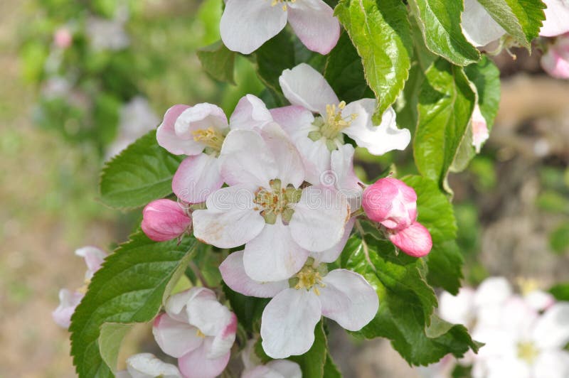 fjäder för foto för äppleblomningträdgård royaltyfria bilder fjäder för foto för äppleblomningträdgård royaltyfria bilder