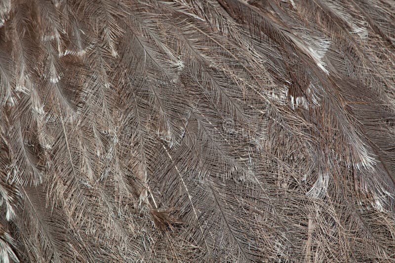 Plumage of the Darwin's rhea (Rhea pennata), also known as the lesser rhea. Wild life animal. Plumage of the Darwin's rhea (Rhea pennata), also known as the lesser rhea. Wild life animal.