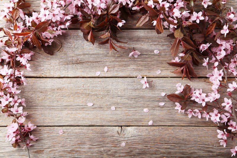 Fjädra blomning förgrena sig arkivfoto