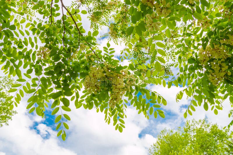 Fjädra blomningträdmarkisen mot blå himmel med moln, sommar fotografering för bildbyråer