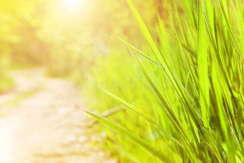 Spring time sunny day, fresh green grass, soft focus, warm yellow sun light on the meadow, good weather. Spring time sunny day, fresh green grass, soft focus, warm yellow sun light on the meadow, good weather