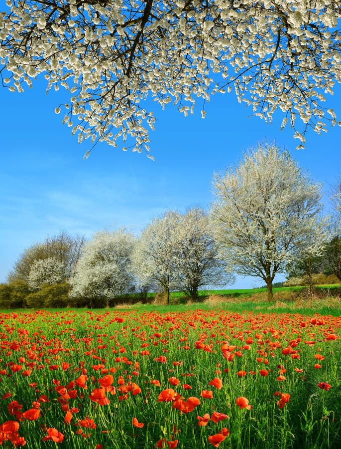 Fjädra det lantliga landskapet med det blommande vallmofältet och träd i solig dag royaltyfria bilder Fjädra det lantliga landskapet med det blommande vallmofältet och träd i solig dag royaltyfria bilder
