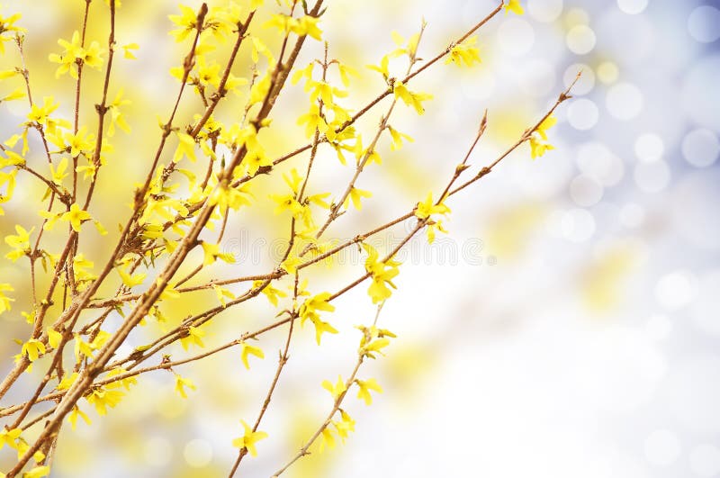Fjädra ljus guling av blommande forsythia, natur royaltyfria foton