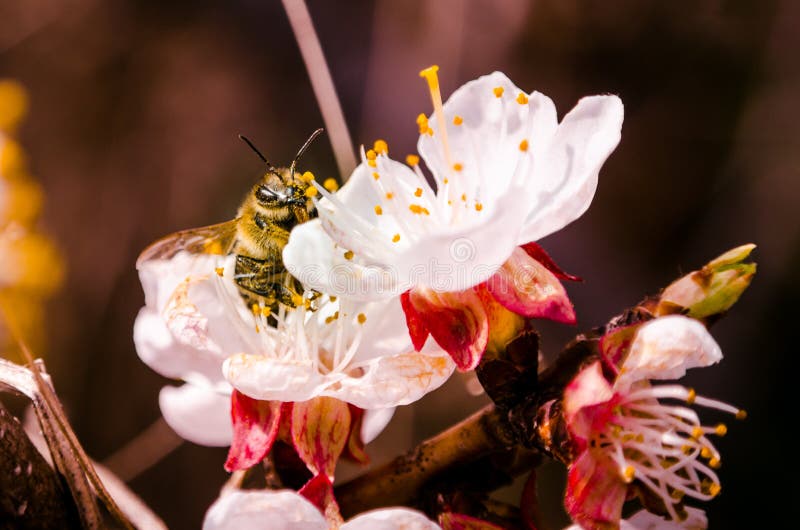 Fjädra upp blomningaprikosträdet, slut, humlan, bakgrund arkivbilder Fjädra upp blomningaprikosträdet, slut, humlan, bakgrund arkivbilder