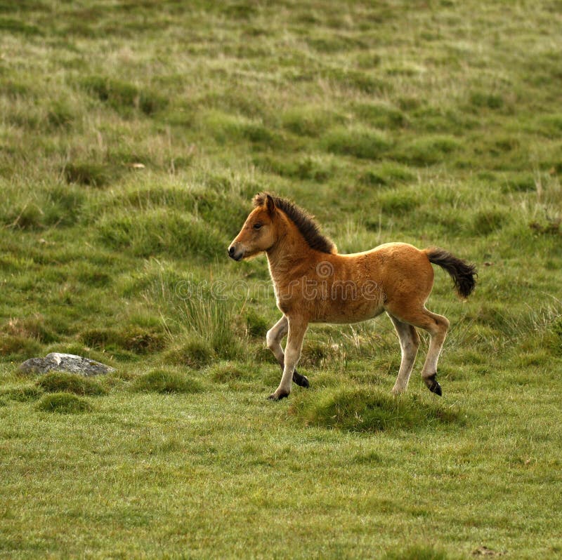 Dartmoor Pony Herd arkivfoto. Bild av högt, föl, bräken 44673462