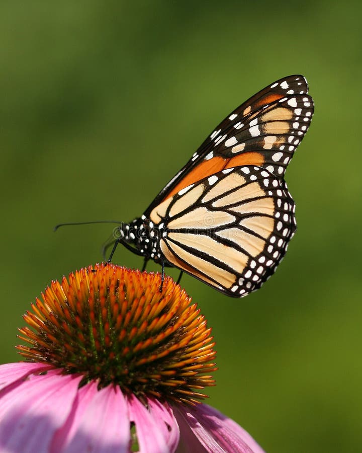 Monarch butterfly feeding on Purple Coneflower. Monarch butterfly feeding on Purple Coneflower