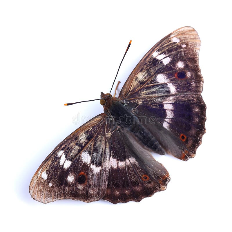 Fjäril - Lesser Purple Emperor (Apaturailia) royaltyfri fotografi Fjäril - Lesser Purple Emperor (Apaturailia) royaltyfri fotografi