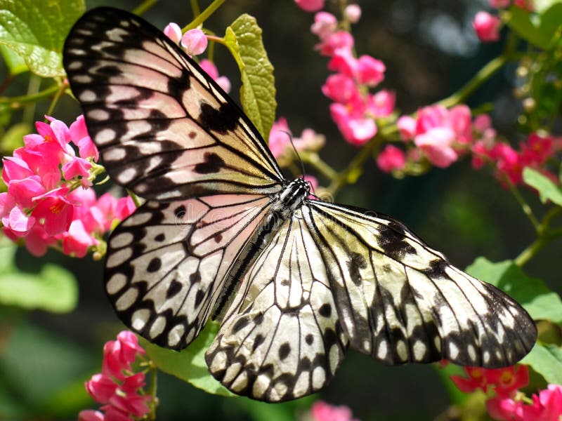 A butterfly drinking nectar from flowers. A butterfly drinking nectar from flowers