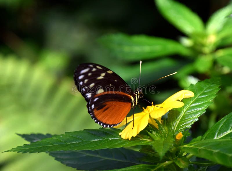 Fjäril på den gula tropiska blomman, Tithorea tarricinafjäril royaltyfri fotografi Fjäril på den gula tropiska blomman, Tithorea tarricinafjäril royaltyfri fotografi