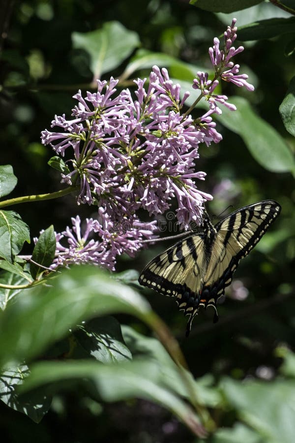 Fjäril på kanten av en lilac-bloom arkivfoton