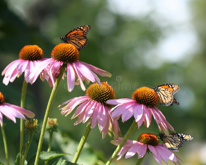 Monarch butterflies feeding on Purple Coneflowers. Monarch butterflies feeding on Purple Coneflowers