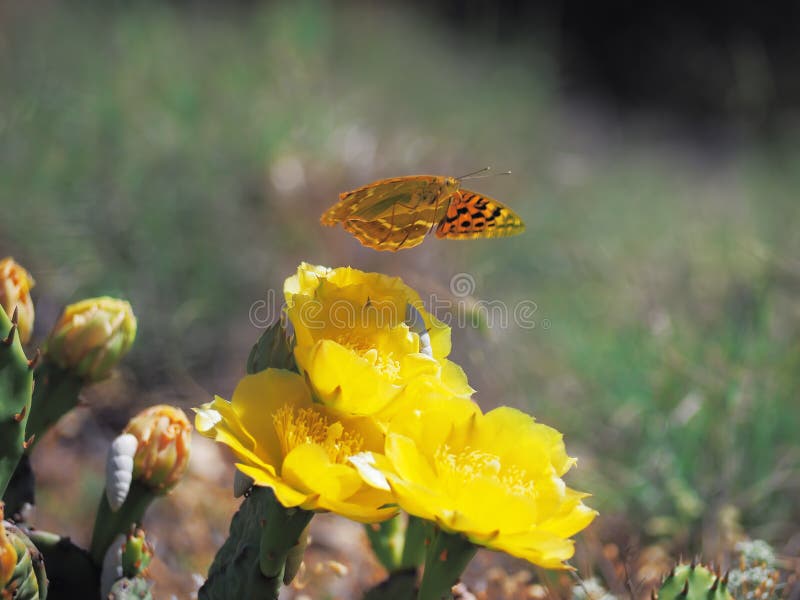 FjärilsArgynnis på kaktusblomningen arkivbild FjärilsArgynnis på kaktusblomningen arkivbild